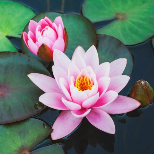 Water Lily | Creamery Fragrance Melts