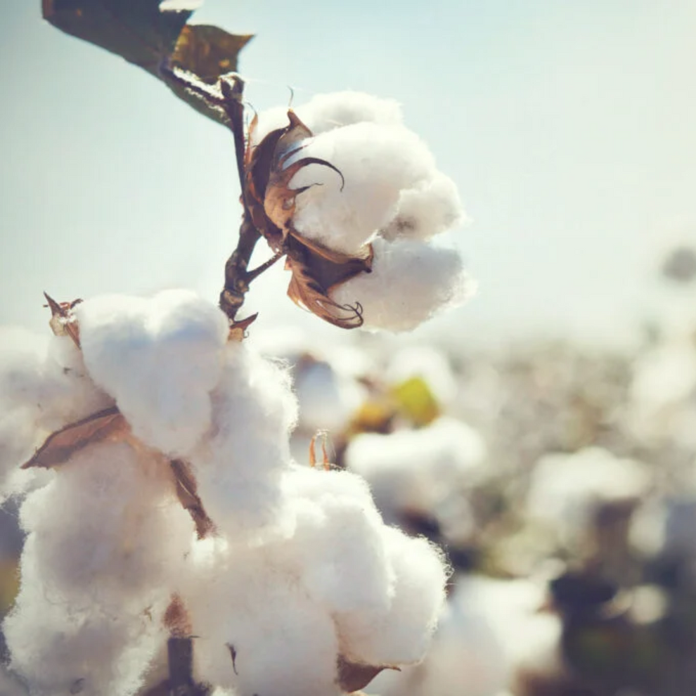 Cotton Blossom | Creamery Fragrance Melts