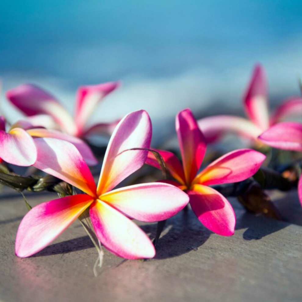 Tiki Beach Flower | Creamery Fragrance Melts