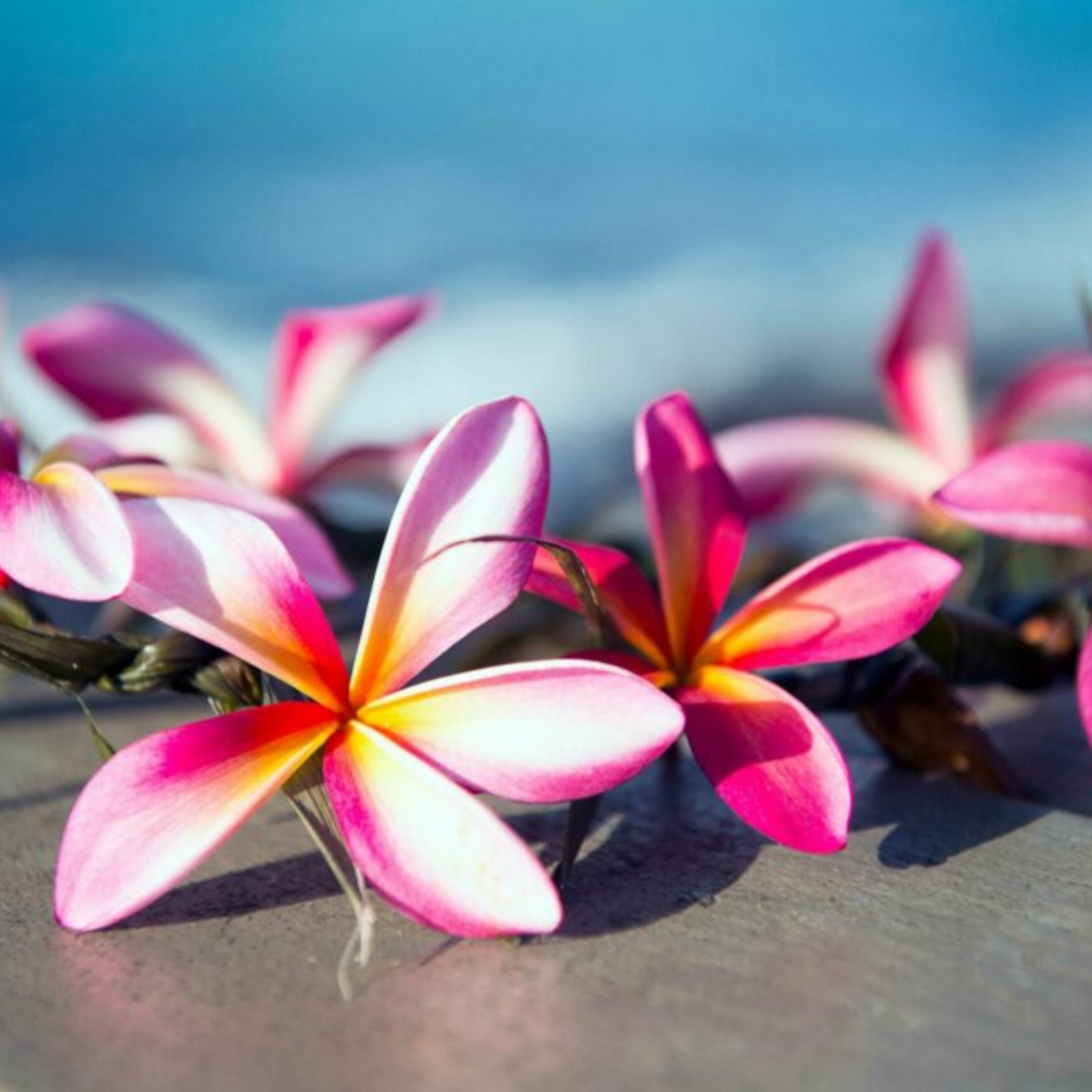Tiki Beach Flower | Cream Jar