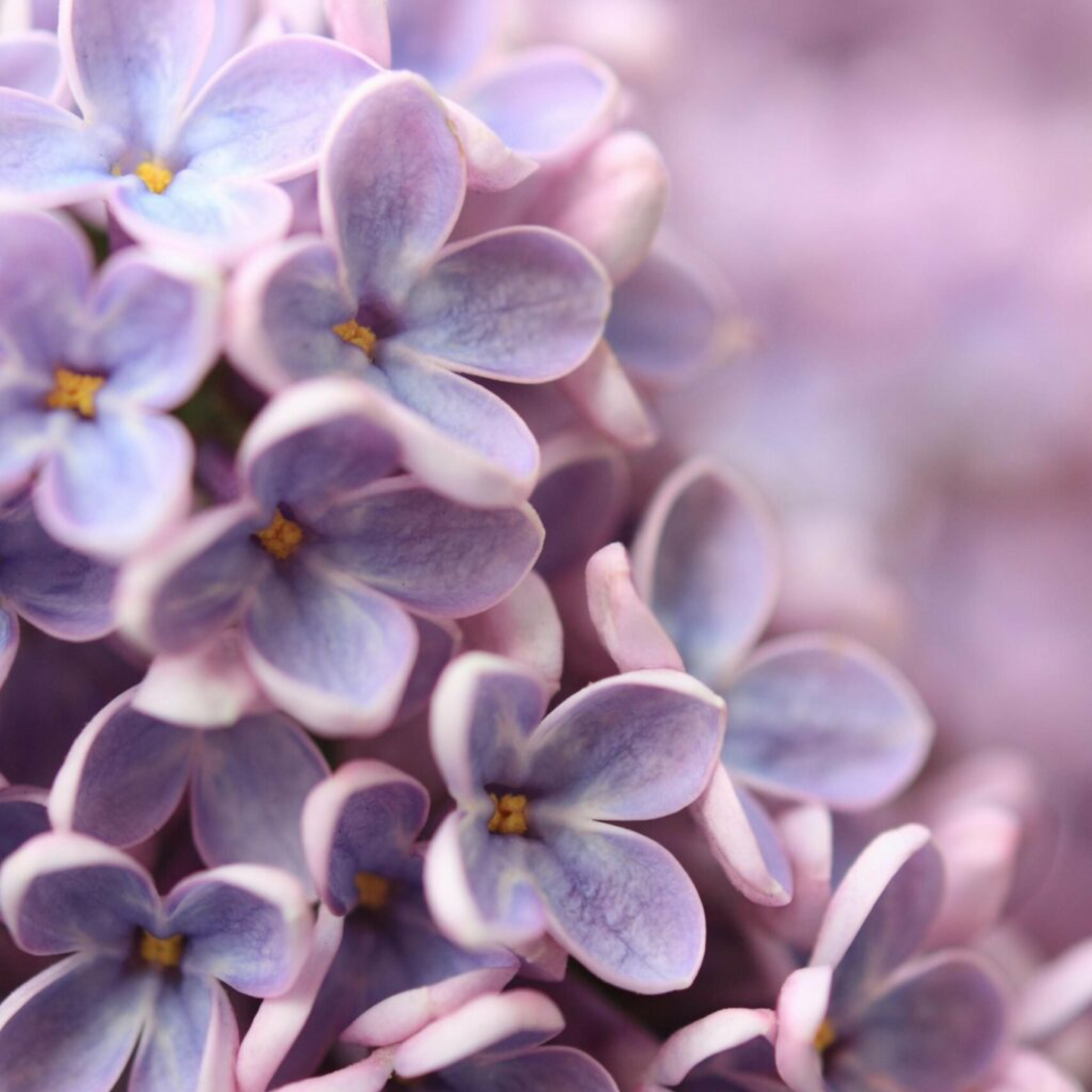 Wild Lilacs | Farmhouse Fragrance Melts