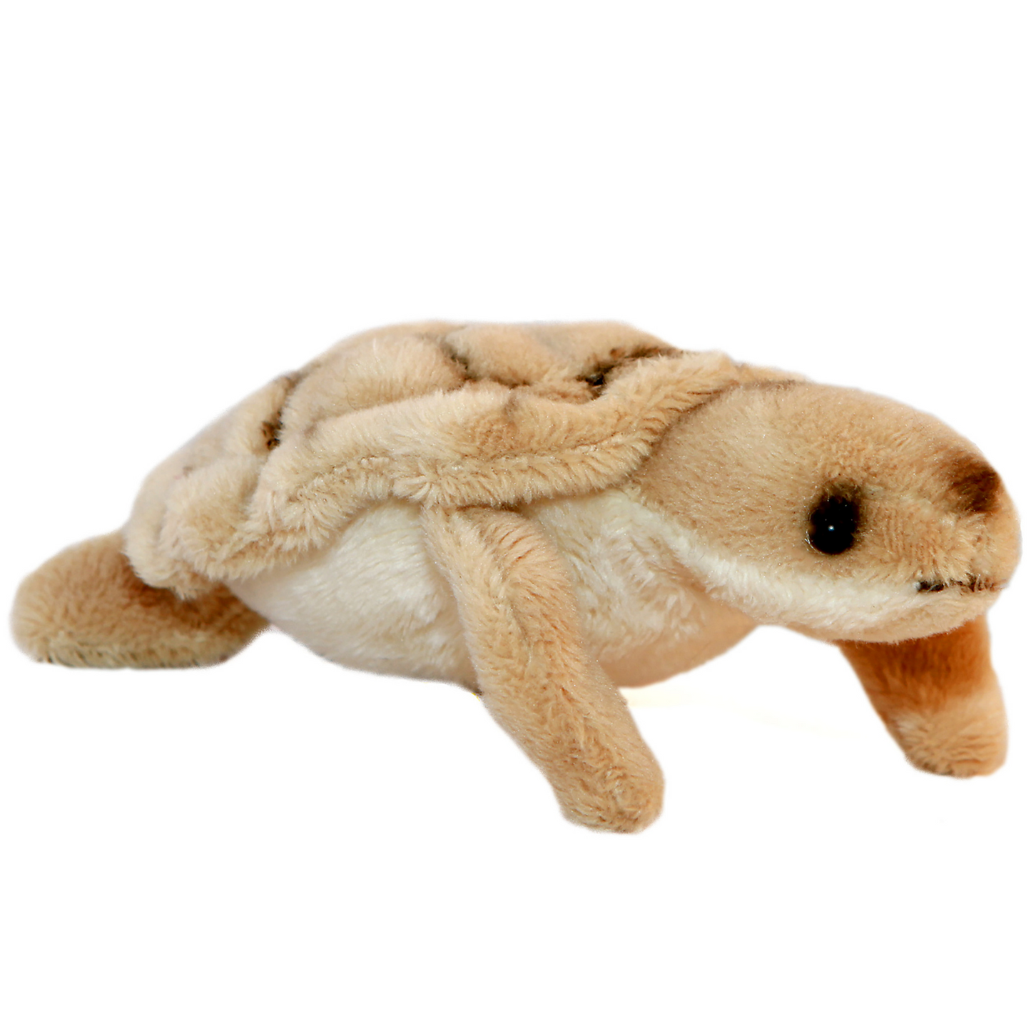 Mini Baby Sea Turtle