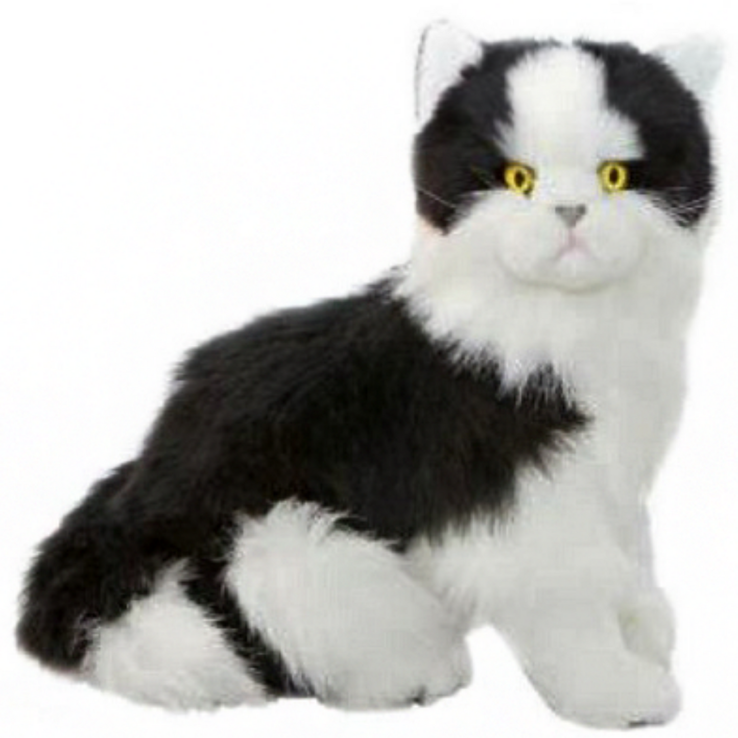 Angus White & Black Piebald Cat