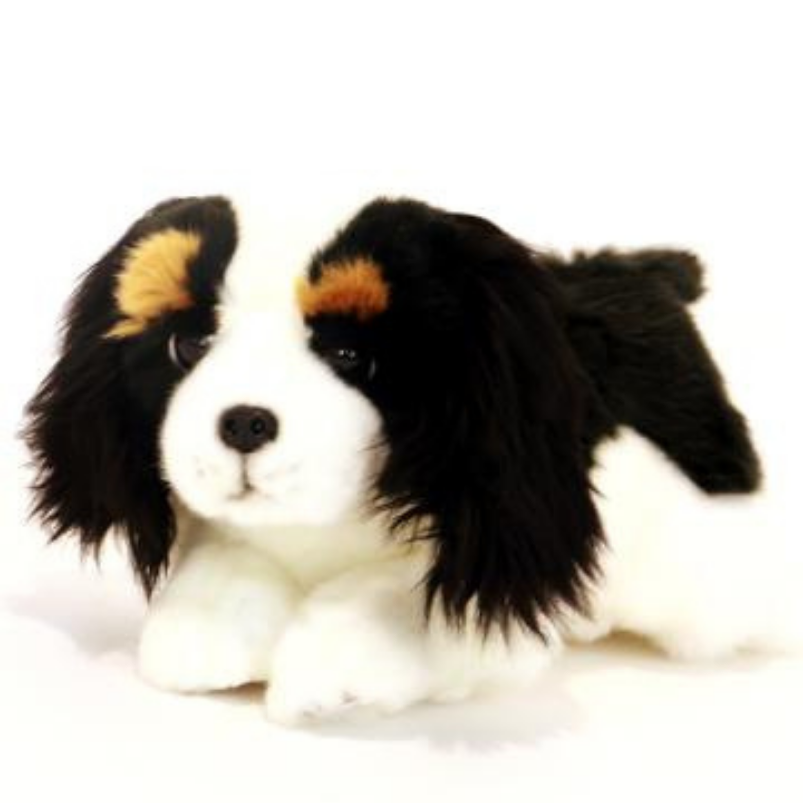 Cavalier king best sale charles georgia